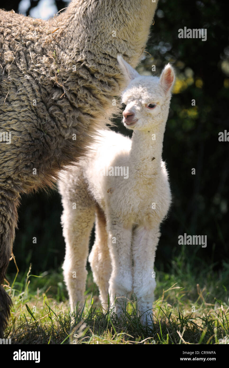 Ein Alpaka-Fohlen mit seiner Mutter auf einem Bauernhof UK Stockfoto