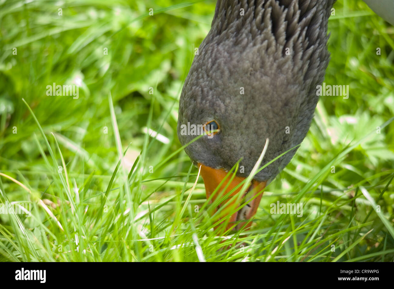 Gänse sind Wasservögel gehören zum Stamm der Familie Entenvögel Anserini. Stockfoto