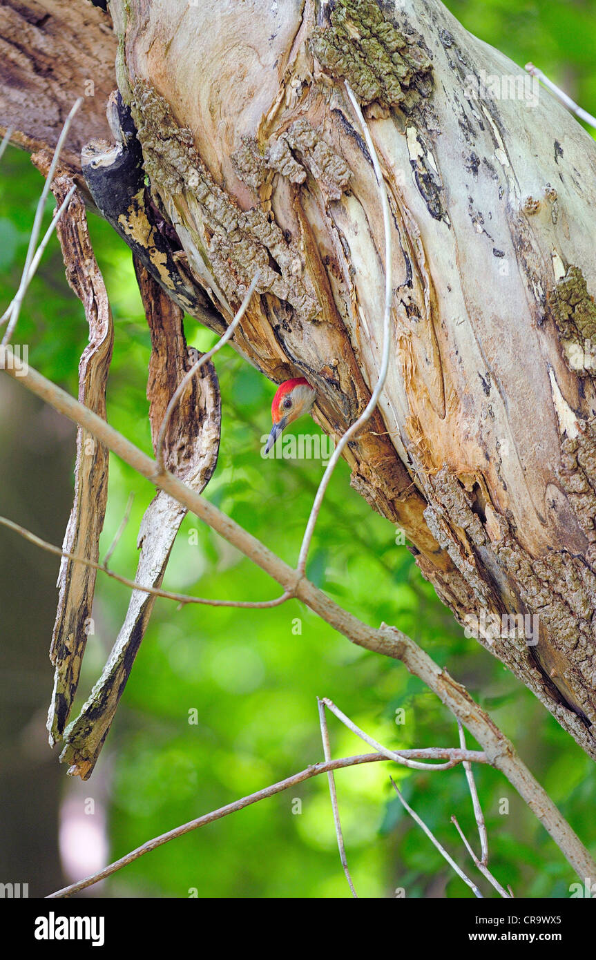 Ein Erwachsener Rotbauch-Woodpeckert peering Out von nistenden Loch nach der Fütterung der Küken. Stockfoto