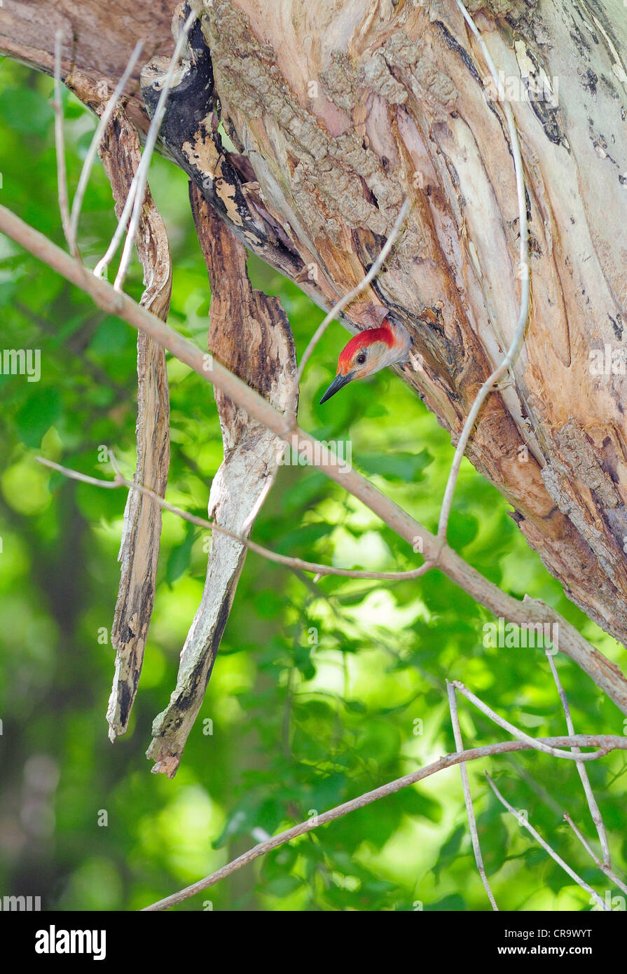 Ein Erwachsener Rotbauch-Woodpeckert peering Out von nistenden Loch nach der Fütterung der Küken. Stockfoto