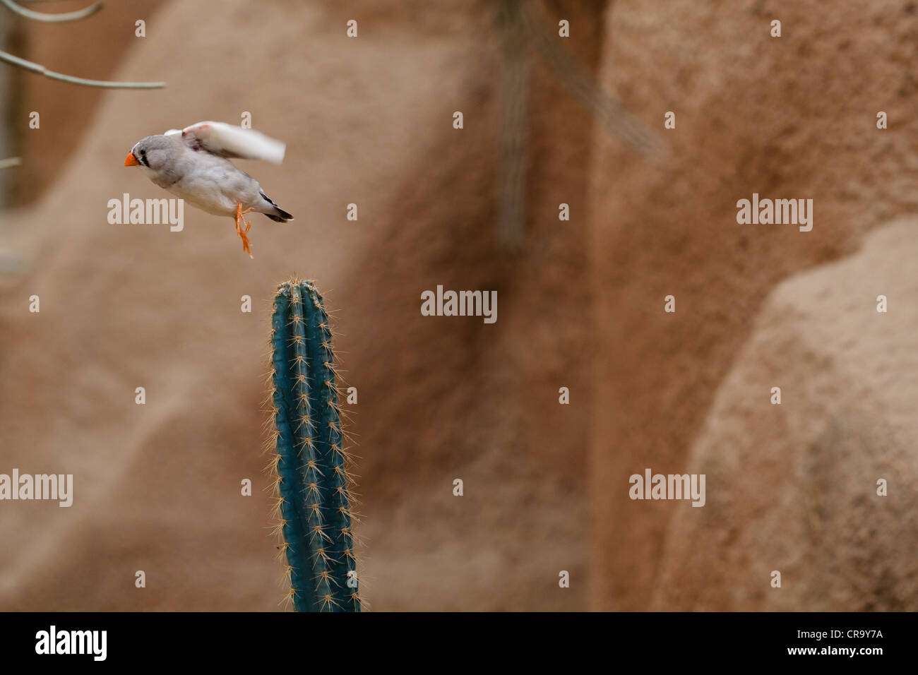 Zebrafinken, Taeniopygia Guttata (ehemals Poephila Guttata) im Flug Stockfoto