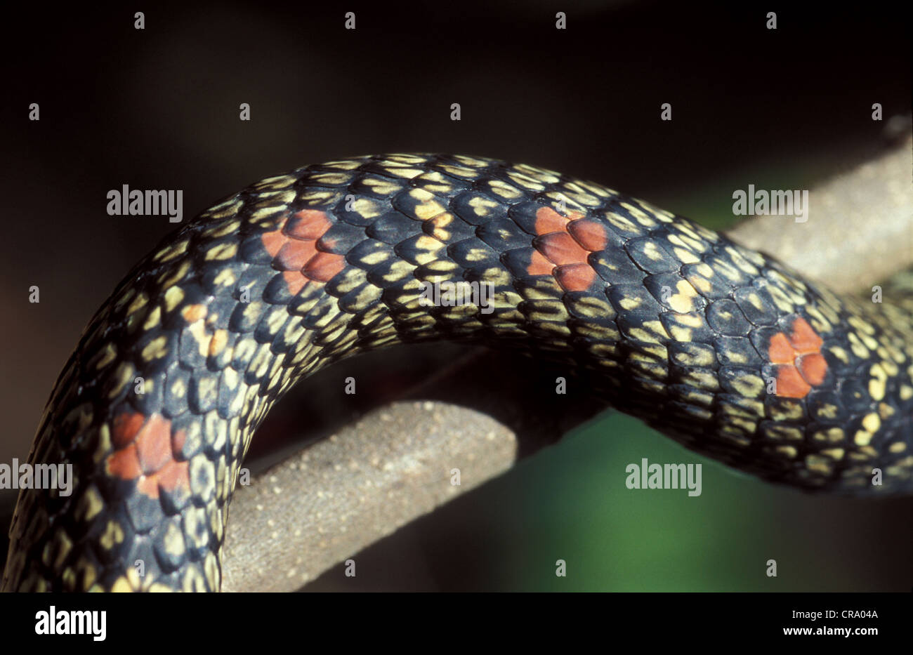 Chrysopelea Ornata Sinhaleya, reich verzierte fliegende Schlange, Rückseite Färbung, Sri Lanka Stockfoto