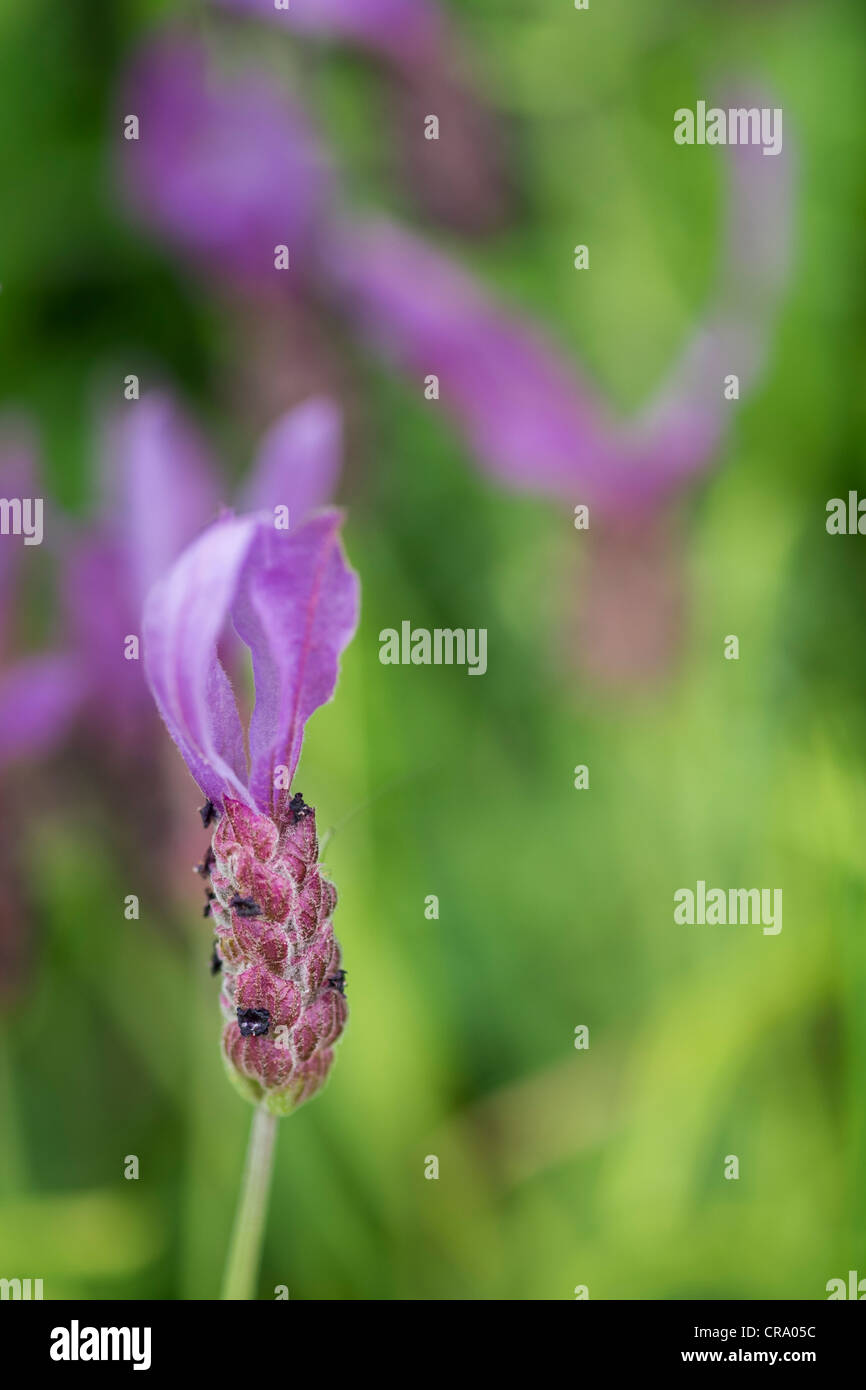 Nahaufnahme einer Blüte Leiter der französischen Lavendel. Stockfoto