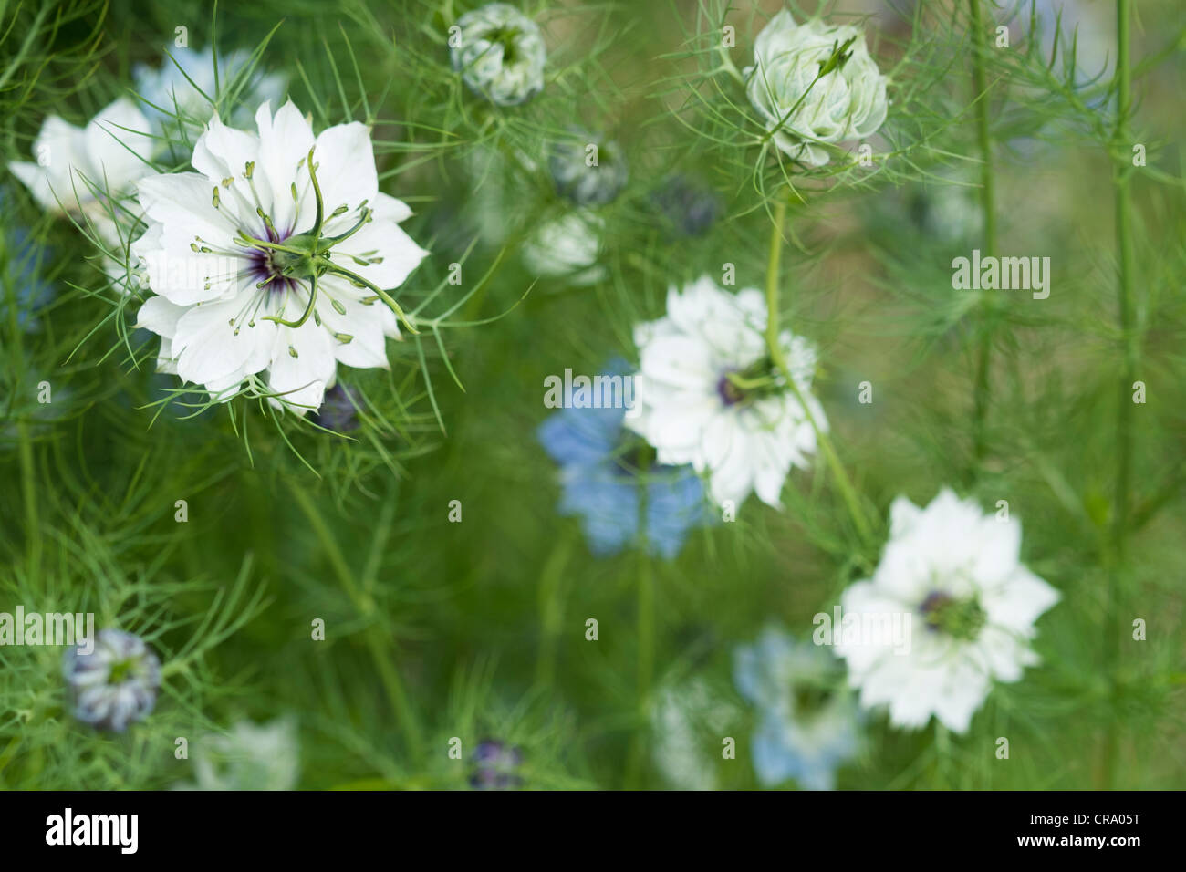 Weiß und blau Nigella Damascena Blumen oder Liebe im Nebel. Stockfoto