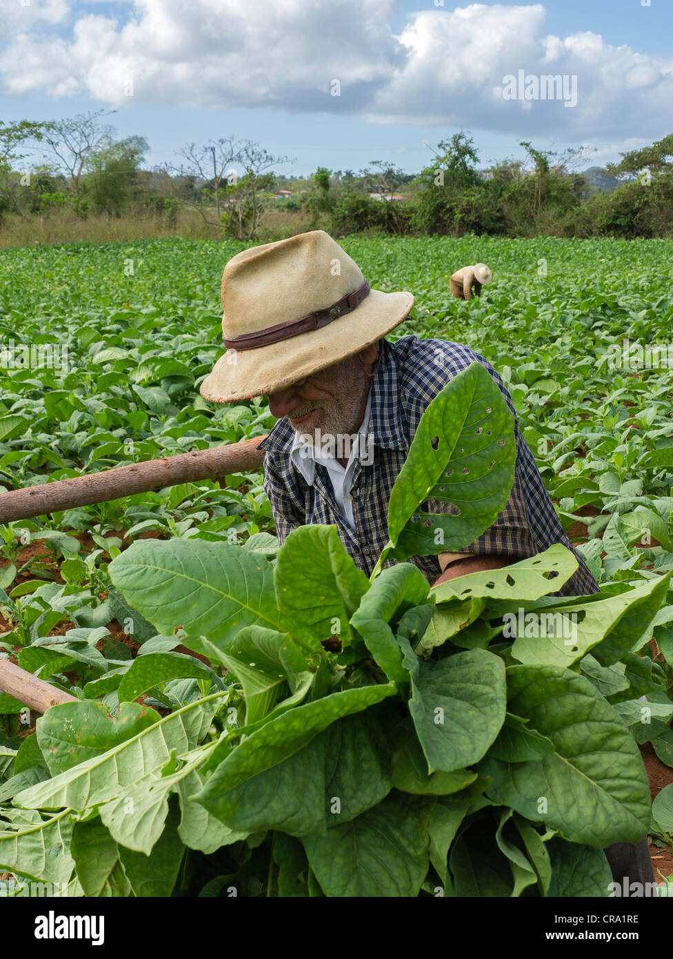 Zwei ältere Feldarbeiter wählen Sie Tabak in einen Acker in Vinales, Kuba. Stockfoto