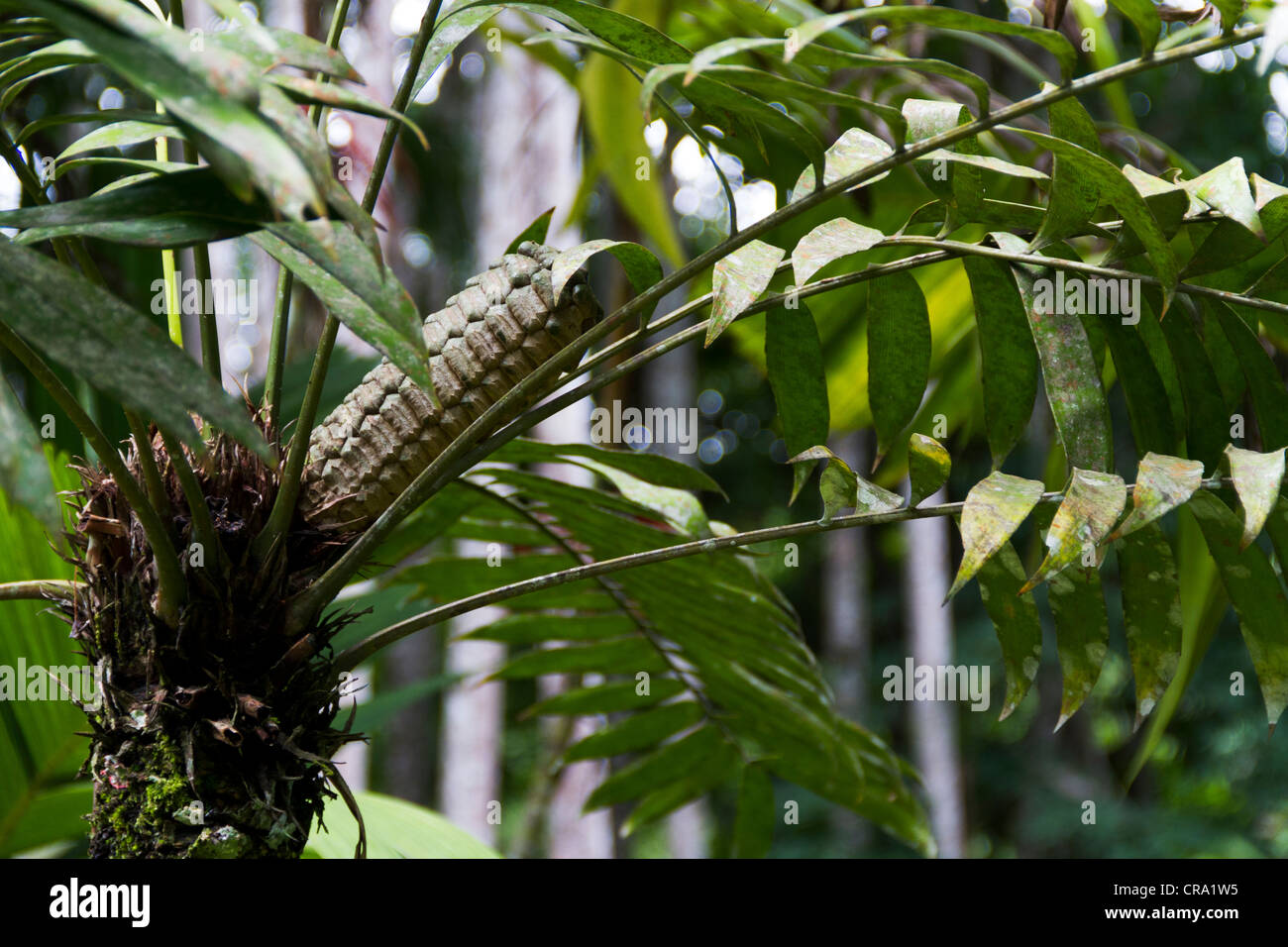 Zamia SP., Zikade Familie, Gipfel Gärten, Gamboa, Republik Panama, Mittelamerika Stockfoto