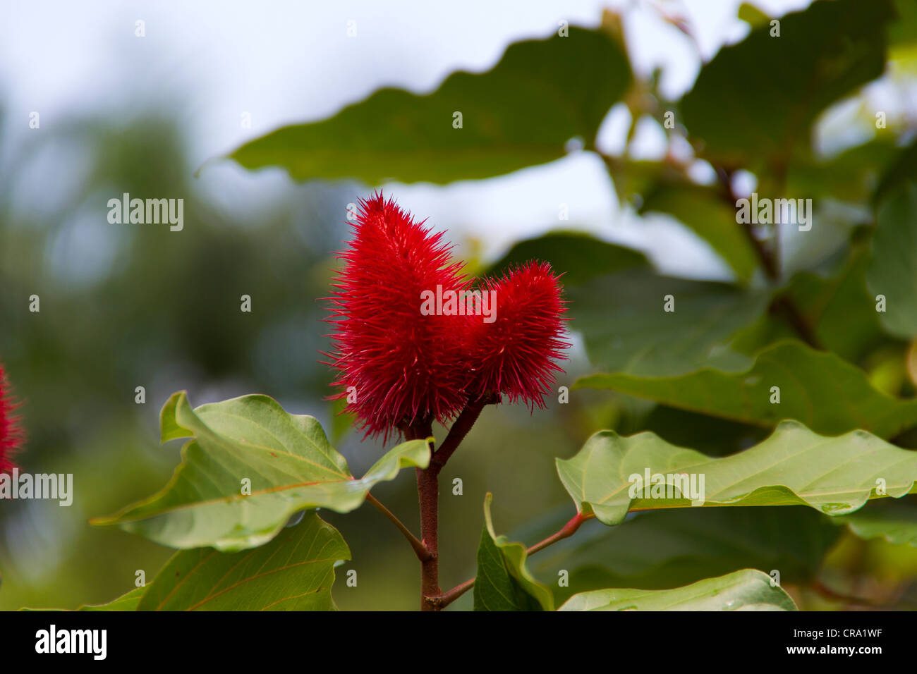 Achiote (Bixa Orellana) Stockfoto