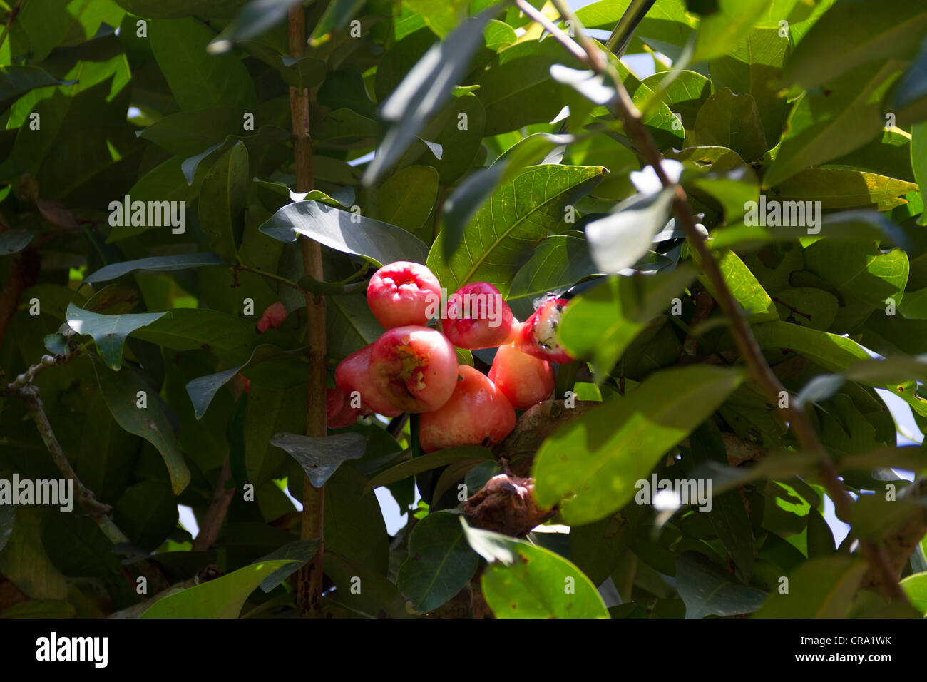 Wasser-Apfel, Syzygium Javanica, S. Samarangense, Myrticeae. Gipfel von Gärten, Gamboa, Republik Panama, Mittelamerika Stockfoto