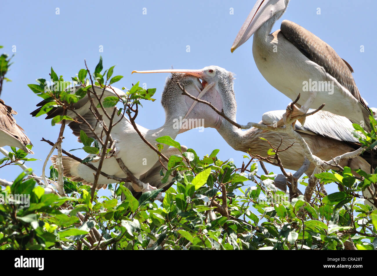 Pelikan Essen junge zu füttern Stockfoto