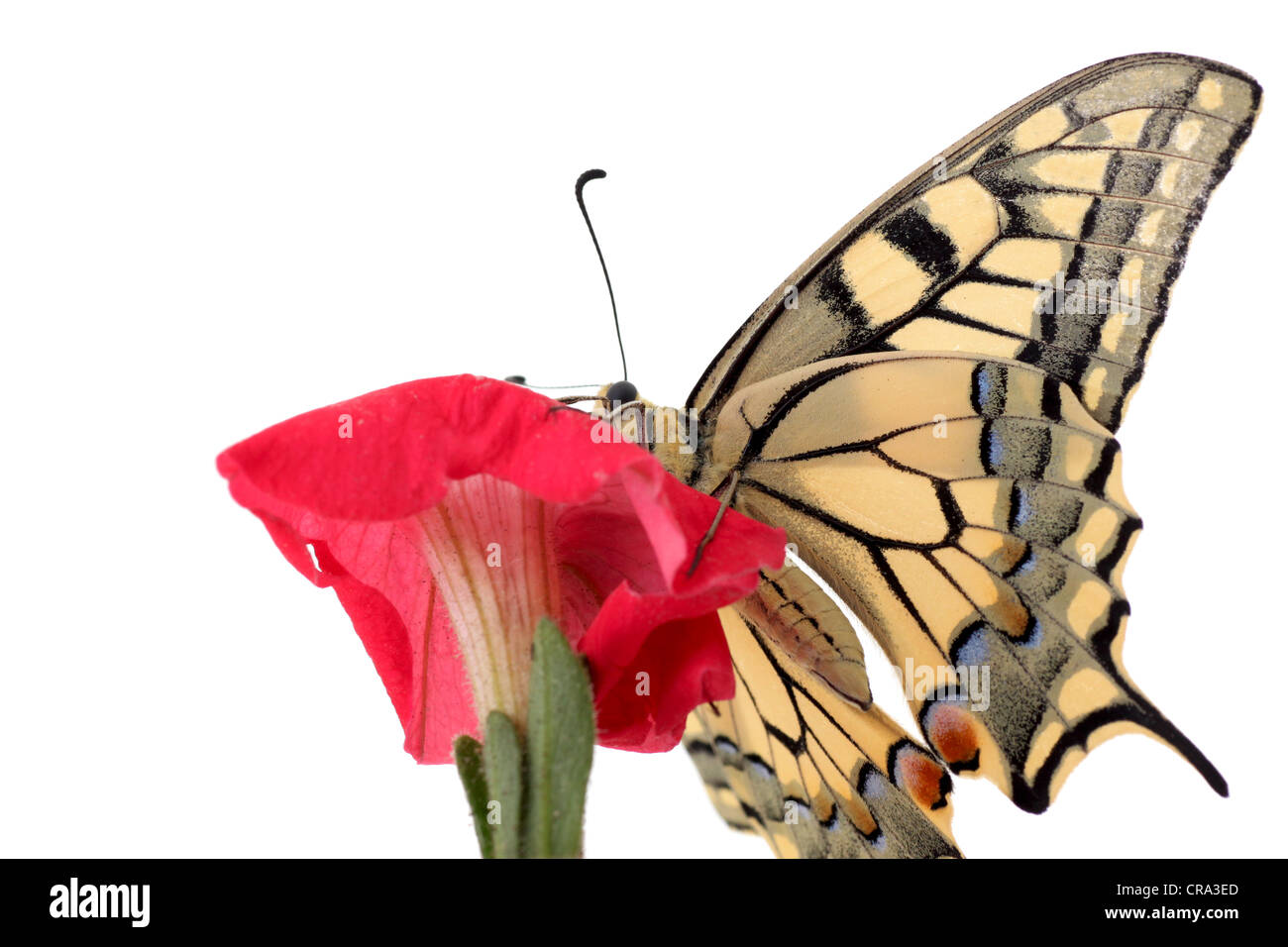 Nahaufnahme von Schmetterling Papilio Machaon auf Blume Petunie Stockfoto