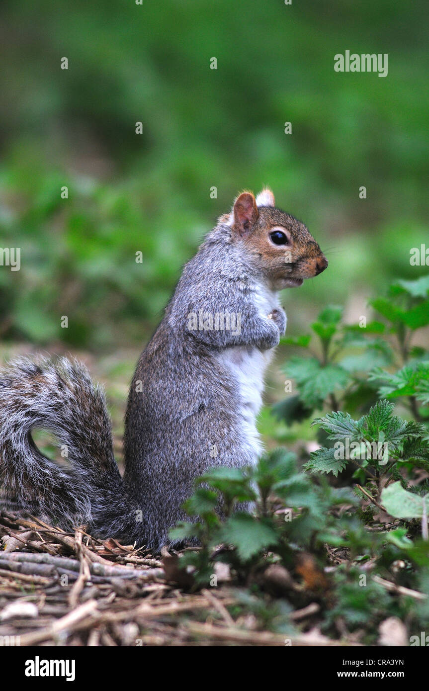 Eine graue Eichhörnchen sitzt auf seine Hüften UK Stockfoto