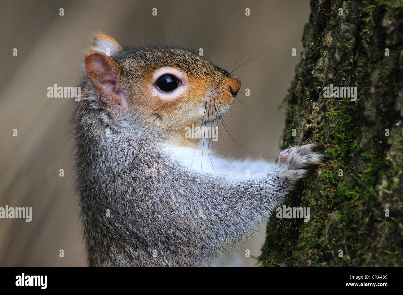Ein graues Eichhörnchen auf der Seite einen Baumstamm UK Stockfoto