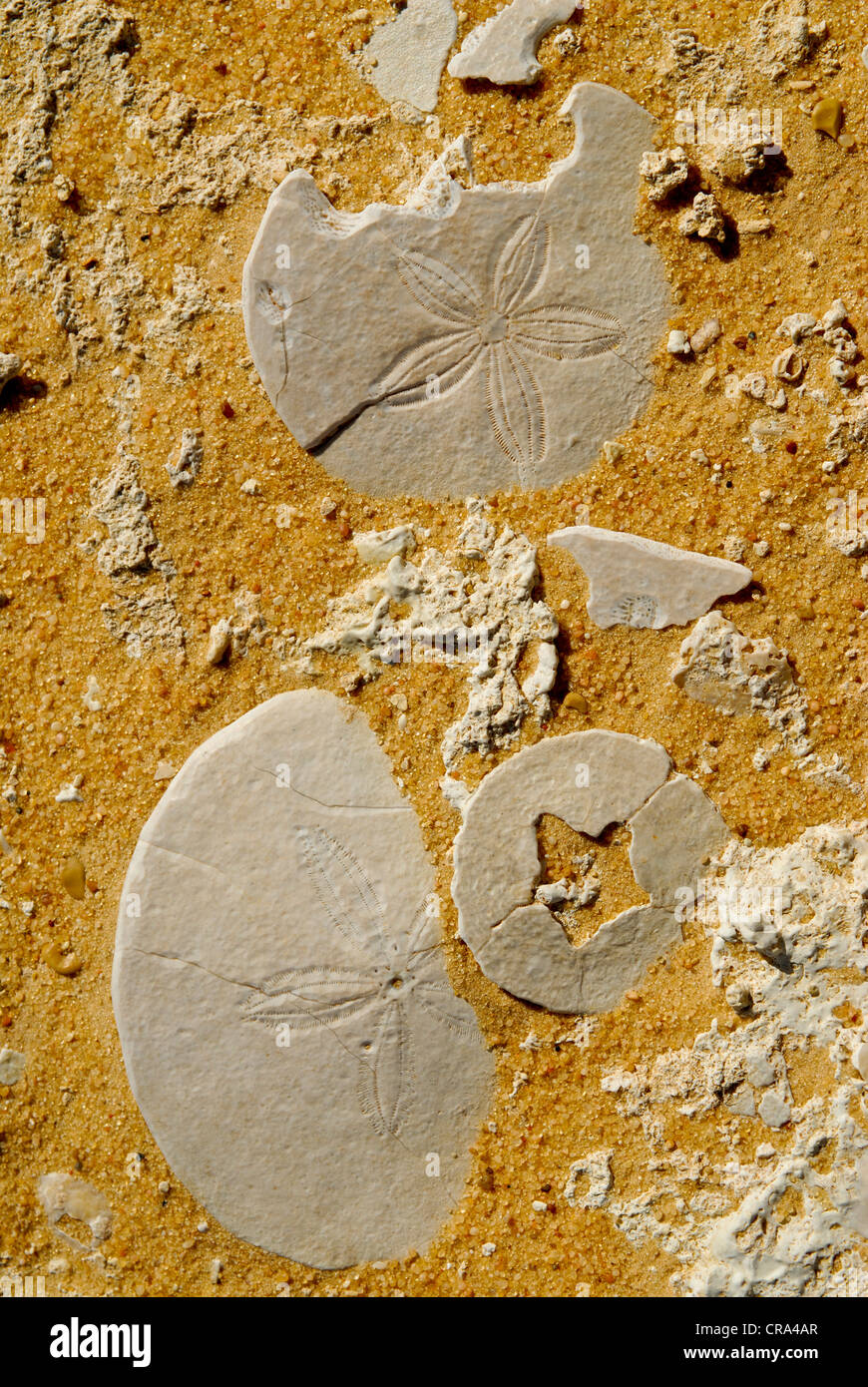 Skelette von Sand-Dollars (Clypeasteroida), Ägypten, Afrika Stockfoto