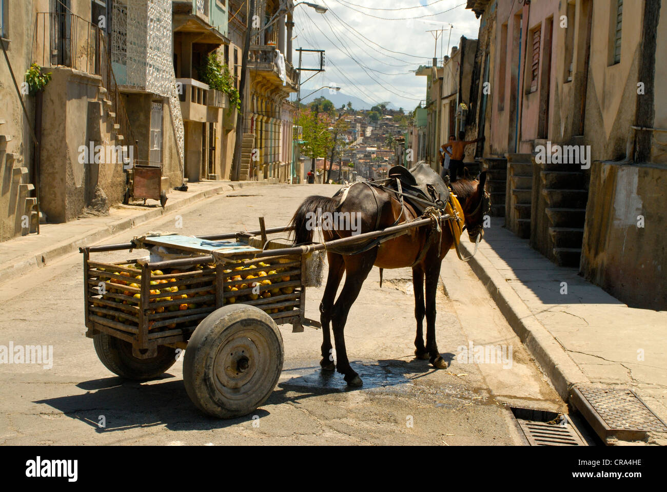Pferd zieht einen Wagen voller Frucht stehend in der Mitte einer Straße, Santiago De Cuba, Kuba, Karibik Stockfoto