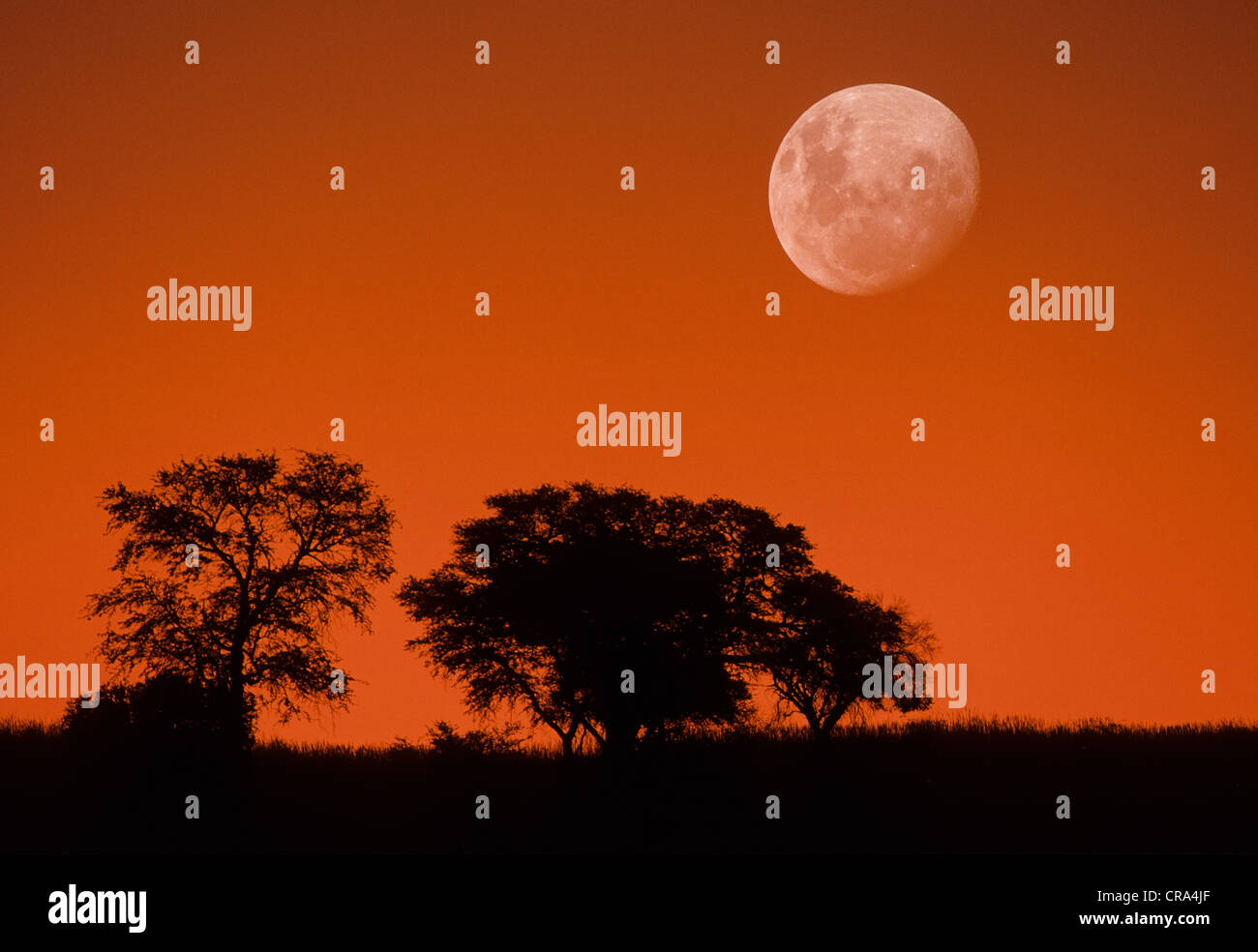 Dämmerung Himmel und Mond, Kgalagadi Transfrontier Park, Kalahari, Südafrika Stockfoto Dämmerung Himmel und Mond, Kgalagadi Transfrontier Park, Kalahari, Südafrika Stockfoto