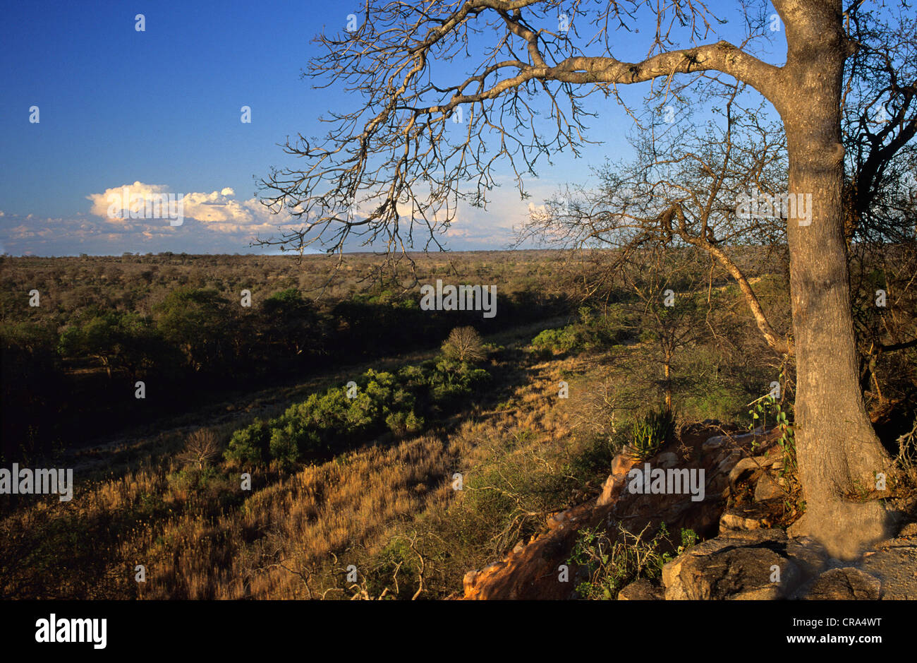 Buschfeld in Timbavati, Krüger Nationalpark, Südafrika Stockfoto