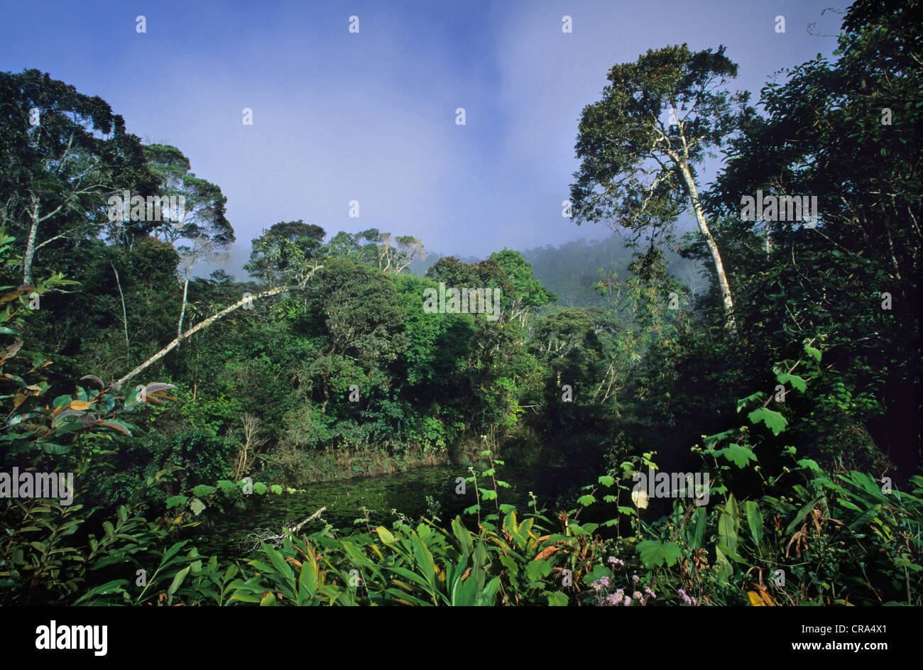 Tropischer Regenwald, perinet, Madagaskar, Afrika Stockfoto