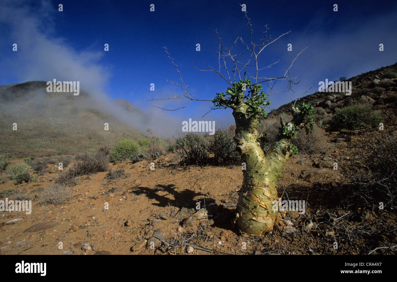 Wüste Flora (Tylecodon paniculatus), richtersveld National Park, Northern Cape, Südafrika Stockfoto