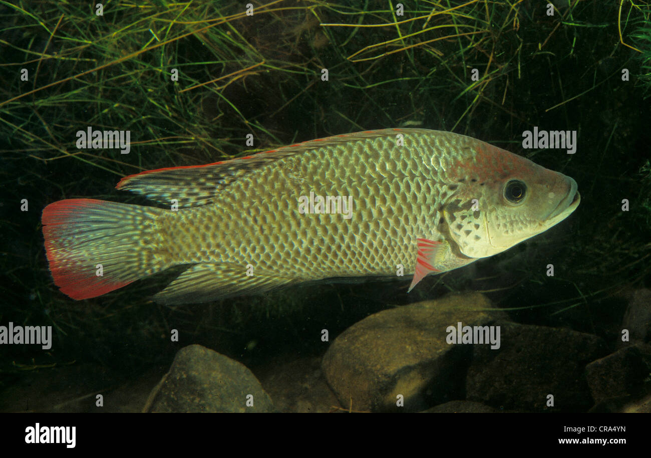 Musht Tilapia Fish Africa Stockfotos und -bilder Kaufen - Alamy