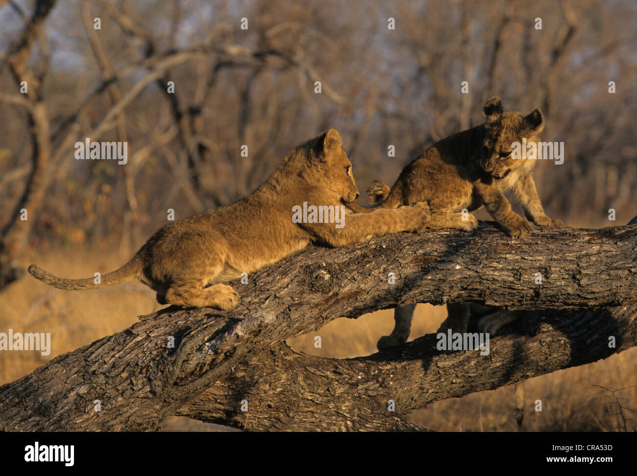 Löwe (Panthera leo), Jungen spielen, Sabi Sabi, Krüger Nationalpark, Südafrika, Afrika Stockfoto