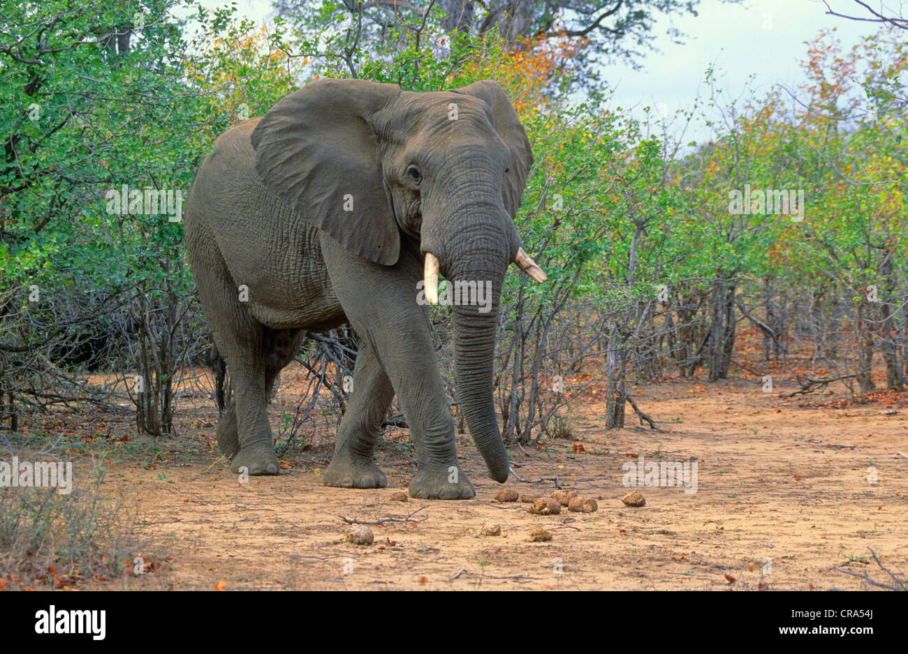 Afrikanischer Elefant (loxodonta Africana), Krüger Nationalpark, Südafrika, Afrika Stockfoto