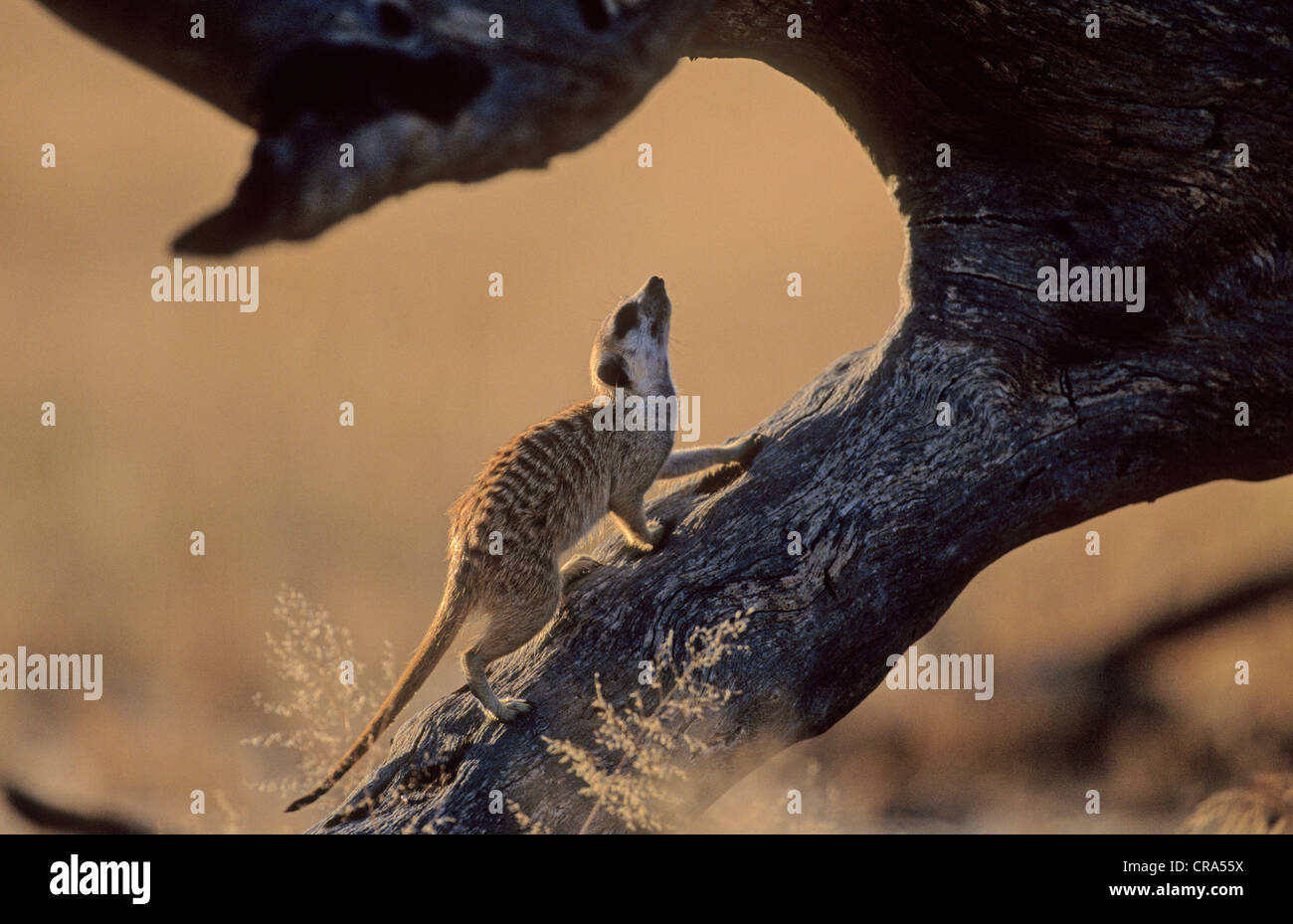 Erdmännchen (suricata suricatta), Kgalagadi Transfrontier Park, Kalahari, Südafrika, Afrika Stockfoto