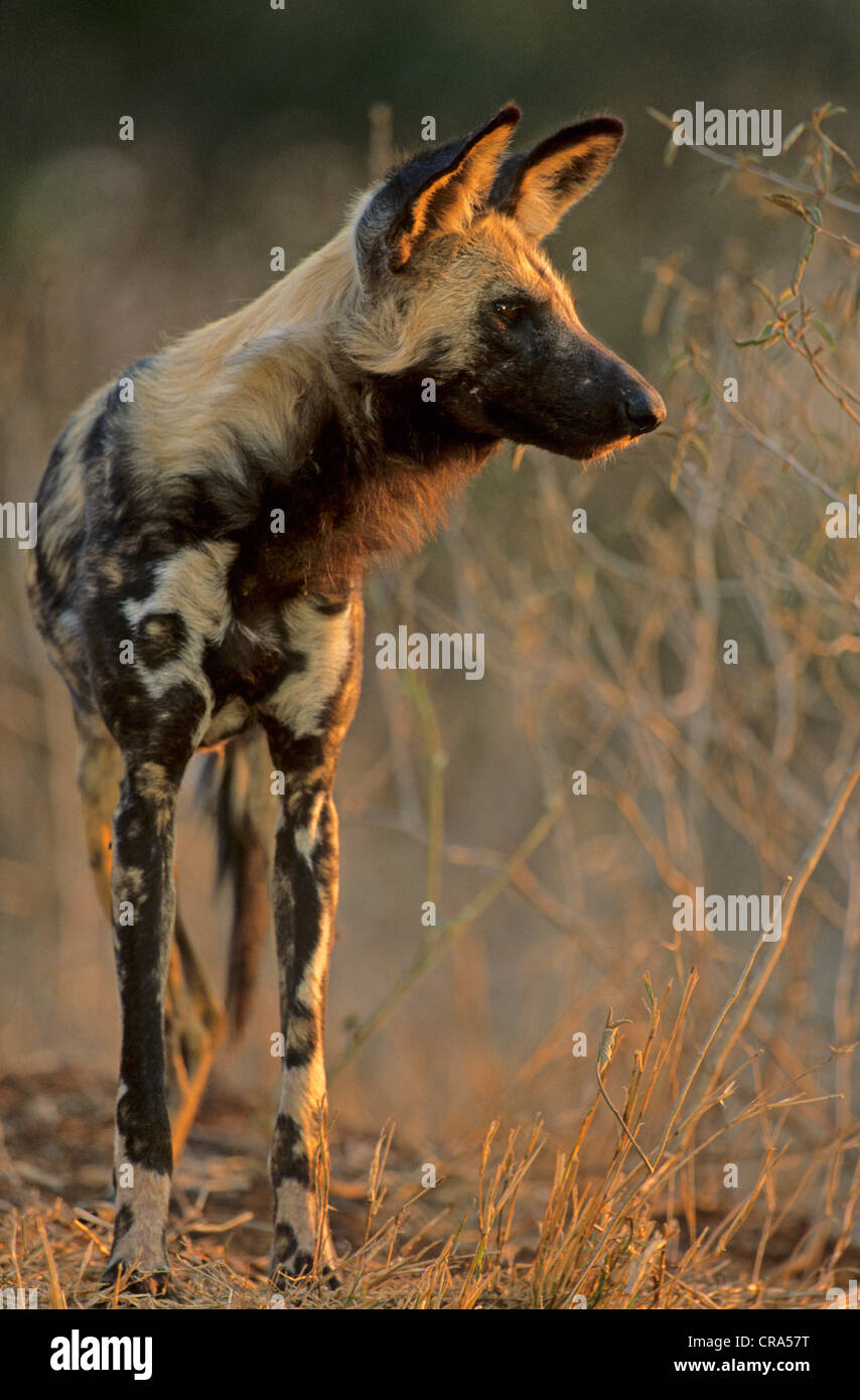 Wildhund (Lycaon pictus), gefährdete Arten, Krüger Nationalpark, Südafrika, Afrika Stockfoto