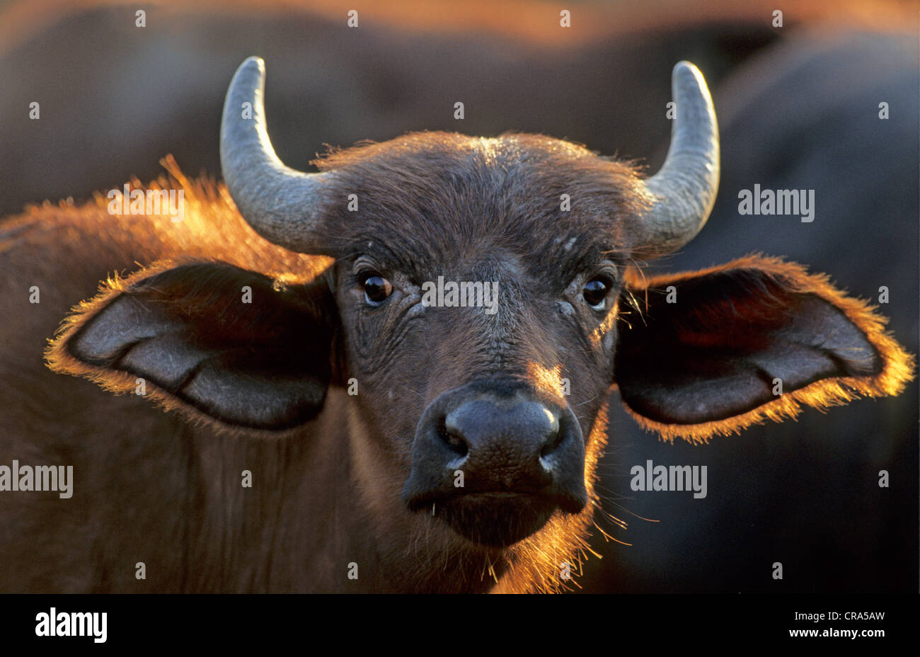 Kaffernbüffel (syncerus Caffer), Kalb, Porträt, Krüger Nationalpark, Südafrika Stockfoto