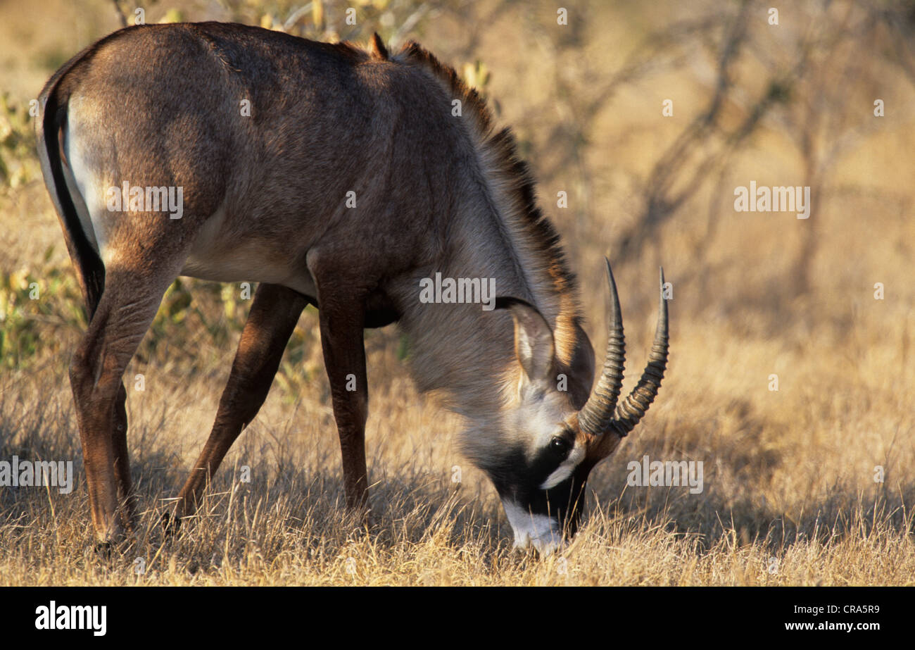 Pferdeantilope (hippotragus Equinus), Beweidung, Krüger Nationalpark, Südafrika, Afrika Stockfoto