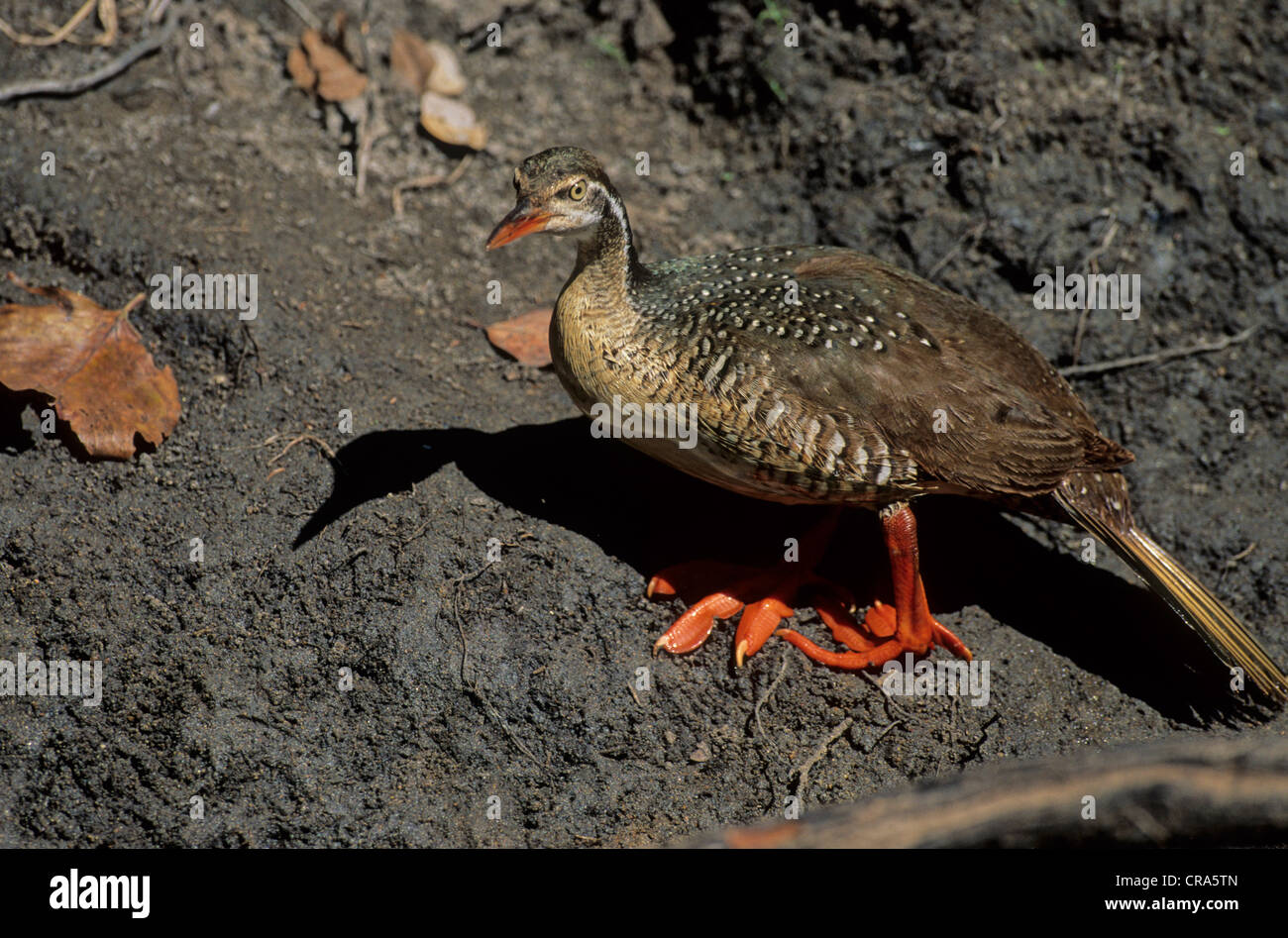 African finfoot (podica senegalensis), Füßen, Sabi Sabi Game Reserve, Krüger Nationalpark, Südafrika, Afrika Stockfoto