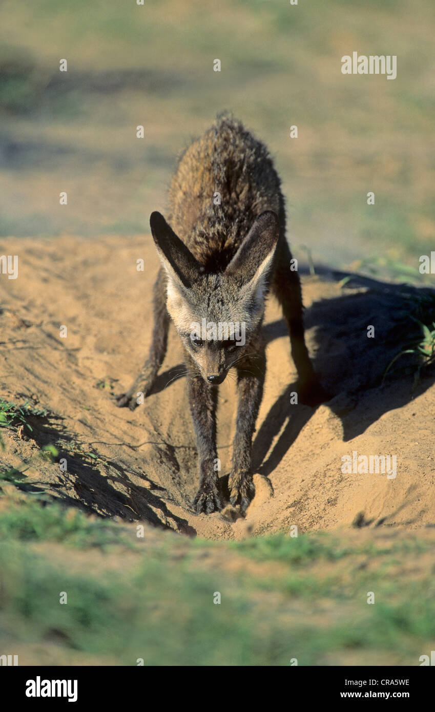 Bat-eared Fox (otocyon Megalotis), graben, graben, Kgalagadi Transfrontier Park, Kalahari, Südafrika, Afrika Stockfoto