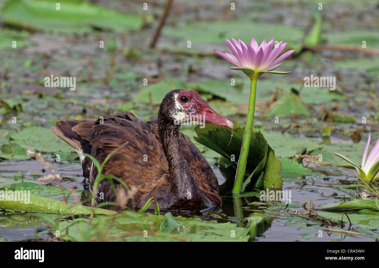 Sporn - winged Gans (plectropterus gambensis), mit Seerose, Kwazulu Natal, Südafrika, Afrika Stockfoto