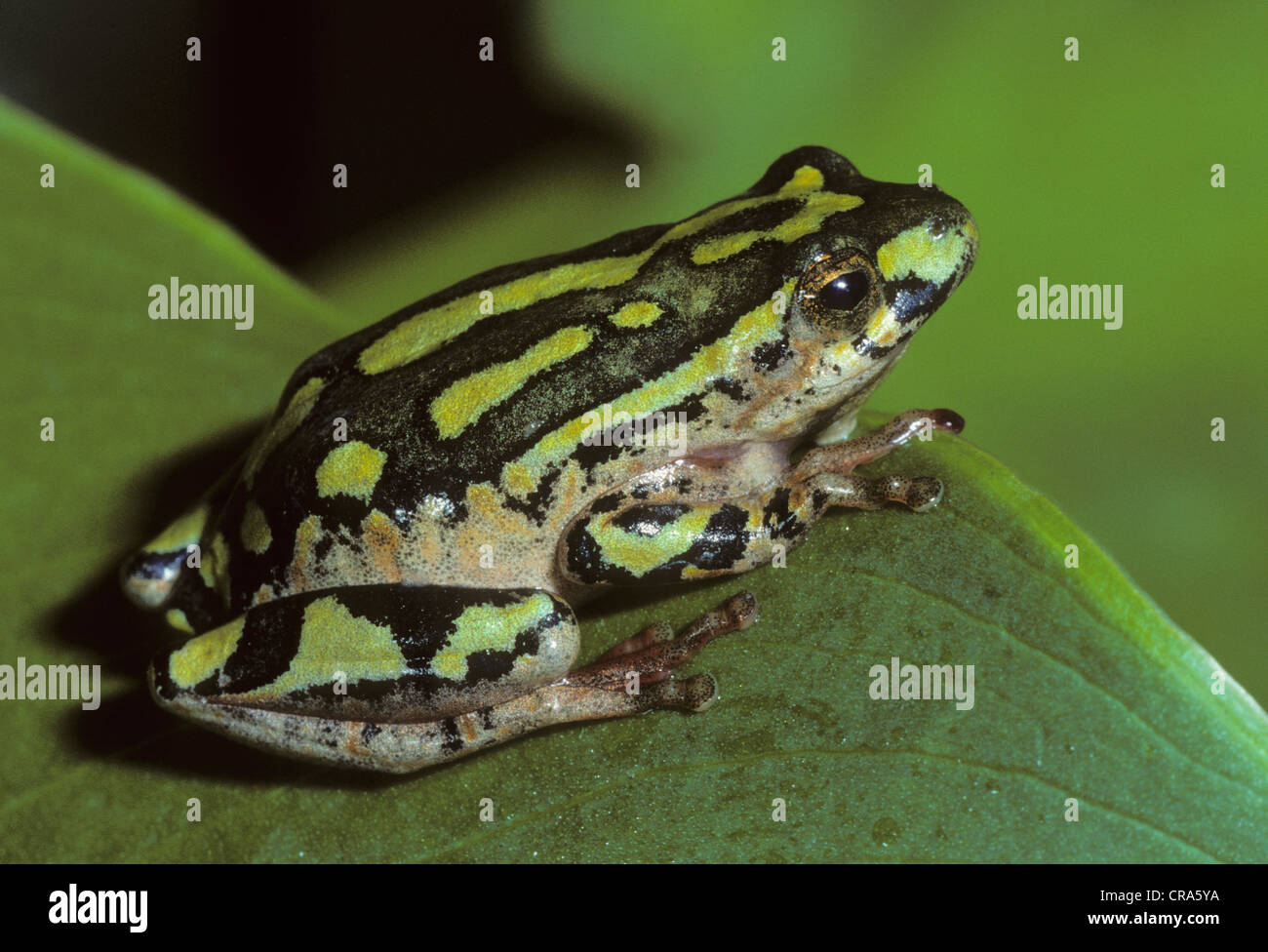 Malte Reed frog (hyperolius spp.), Kwa-zulunatal, Südafrika, Afrika Stockfoto