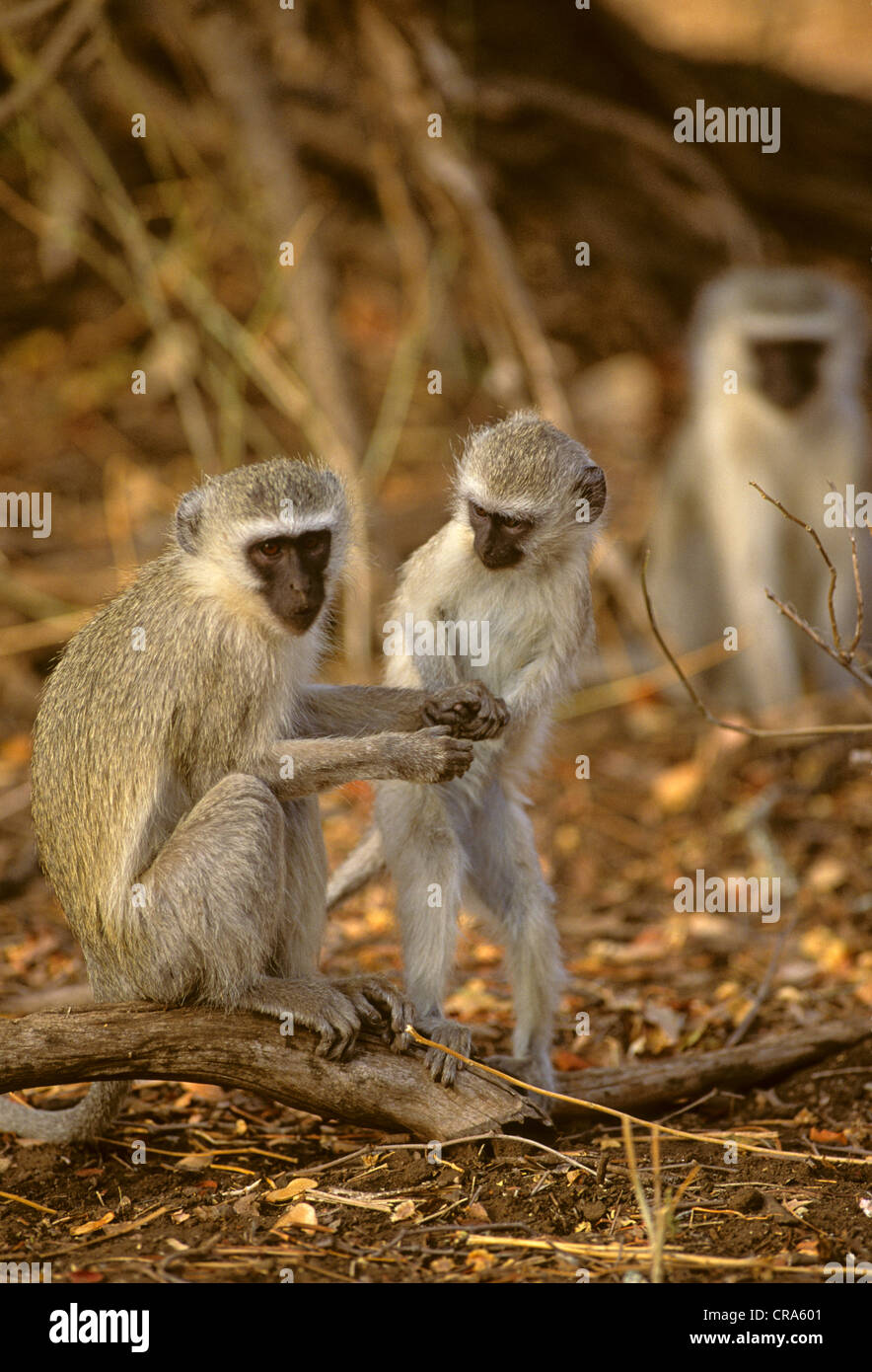 Meerkatze (chlorocebus pygerythrus), weibliche Erwachsene und junge, Krüger Nationalpark, Südafrika, Afrika Stockfoto