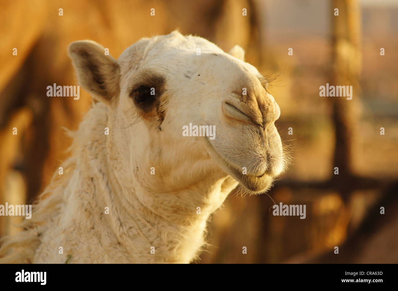 Nahaufnahme von einem Kamel Kopf am roten Sand, Riyadh, Saudi Arabien Stockfoto
