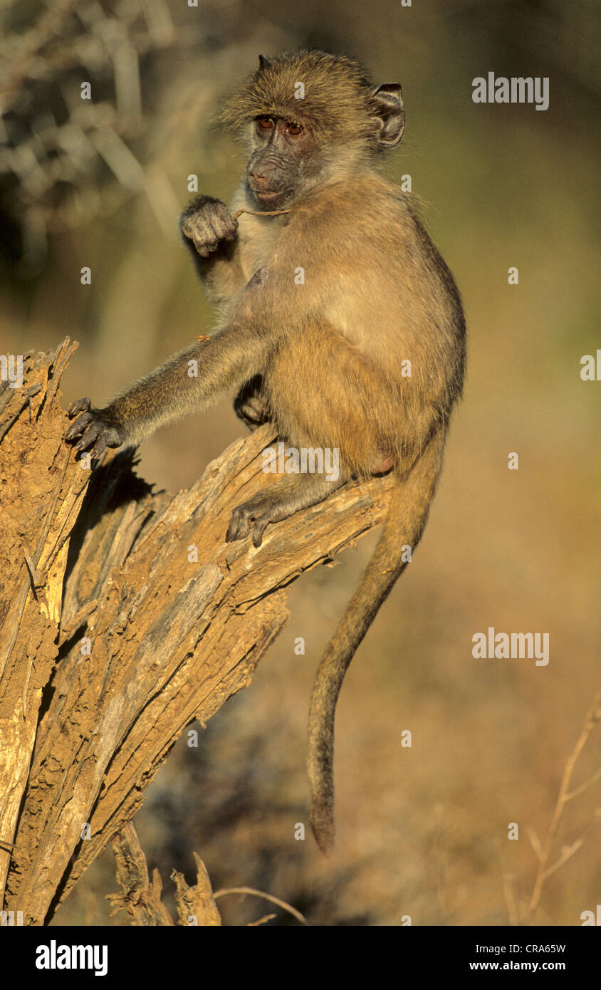 Chacma baboon (papio ursinus), Krüger Nationalpark, Südafrika, Afrika Stockfoto