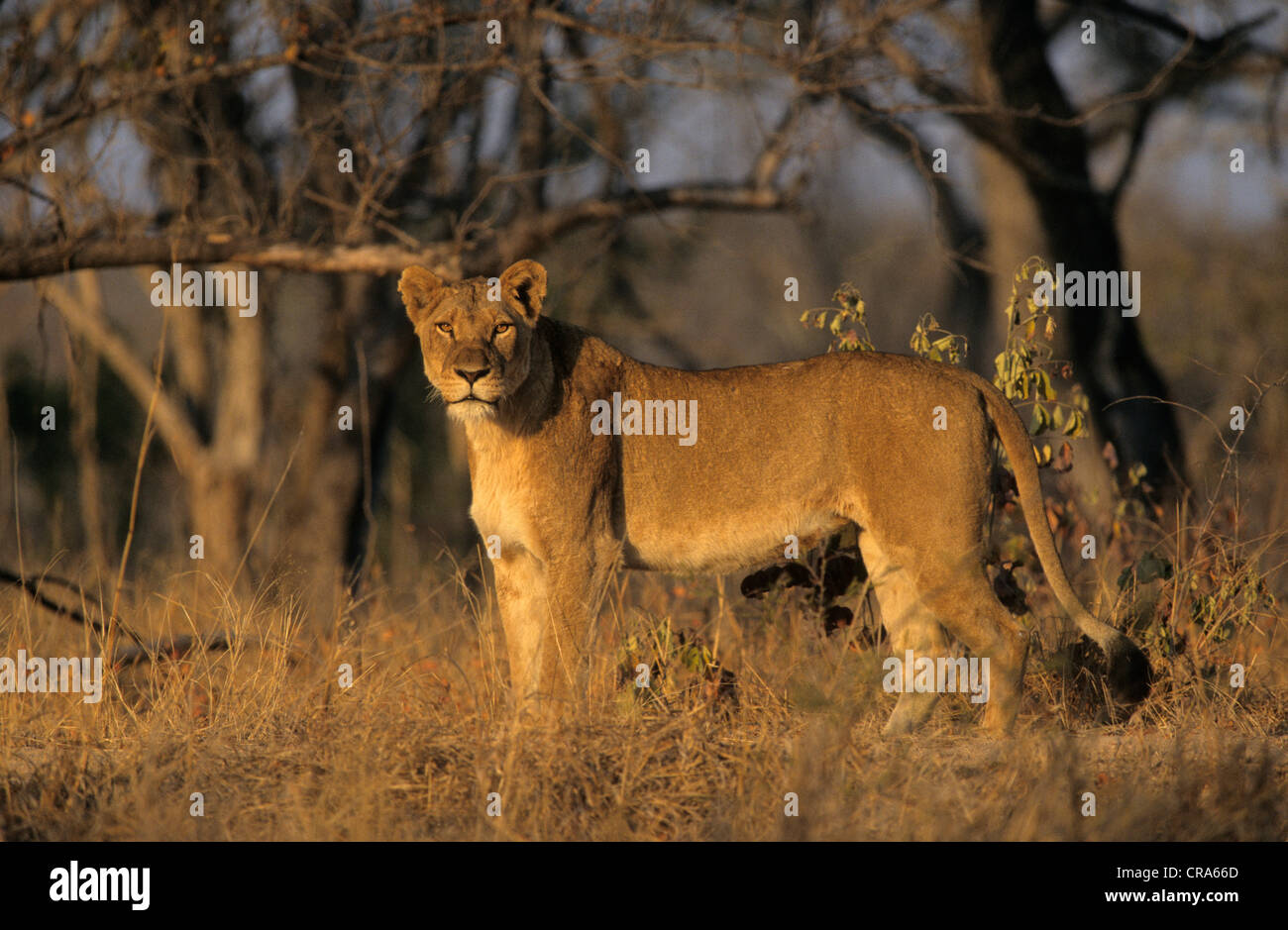 Löwin (Panthera leo), Sabi Sabi, Krüger Nationalpark, Südafrika, Afrika Stockfoto