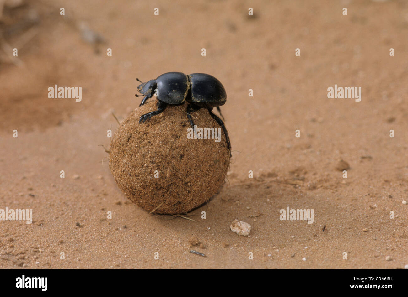 Flightless dung Beetle (circellium Bacchus), Addo Elephant National Park, Südafrika, Afrika Stockfoto