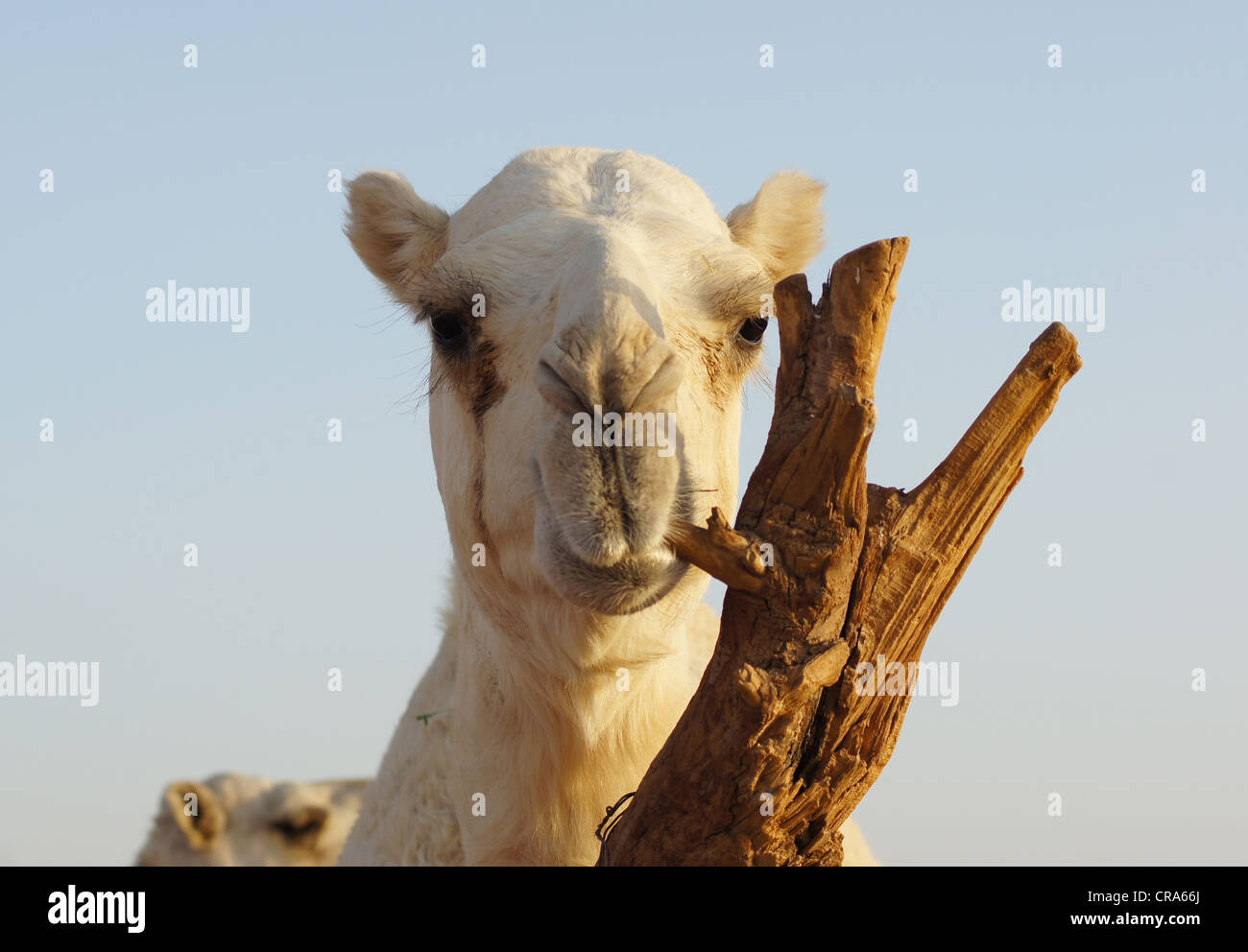 Kamel kauen Baumstumpf. Red Sands Wüste, Riyadh, Saudi Arabien Stockfoto