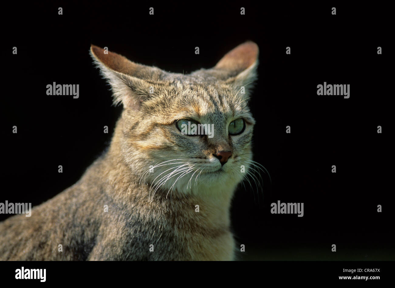 Afrikanische Wildkatze (Felis silvestris lybica), Südafrika, Afrika Stockfoto