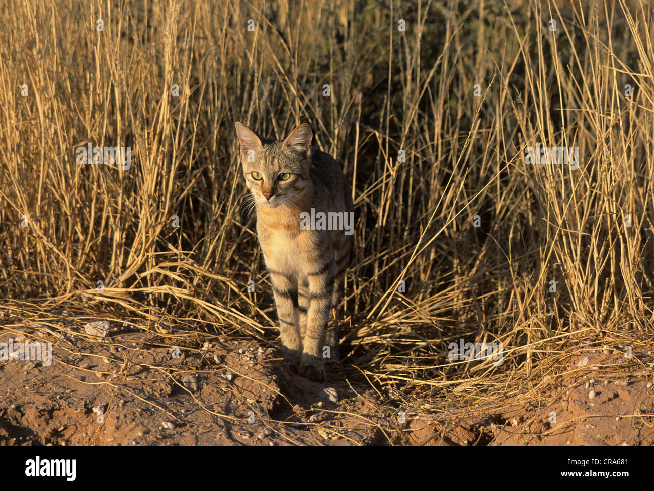 Afrikanische Wildkatze (Felis silvestris lybica), Kgalagadi Transfrontier Park, Kalahari, Südafrika, Afrika Stockfoto