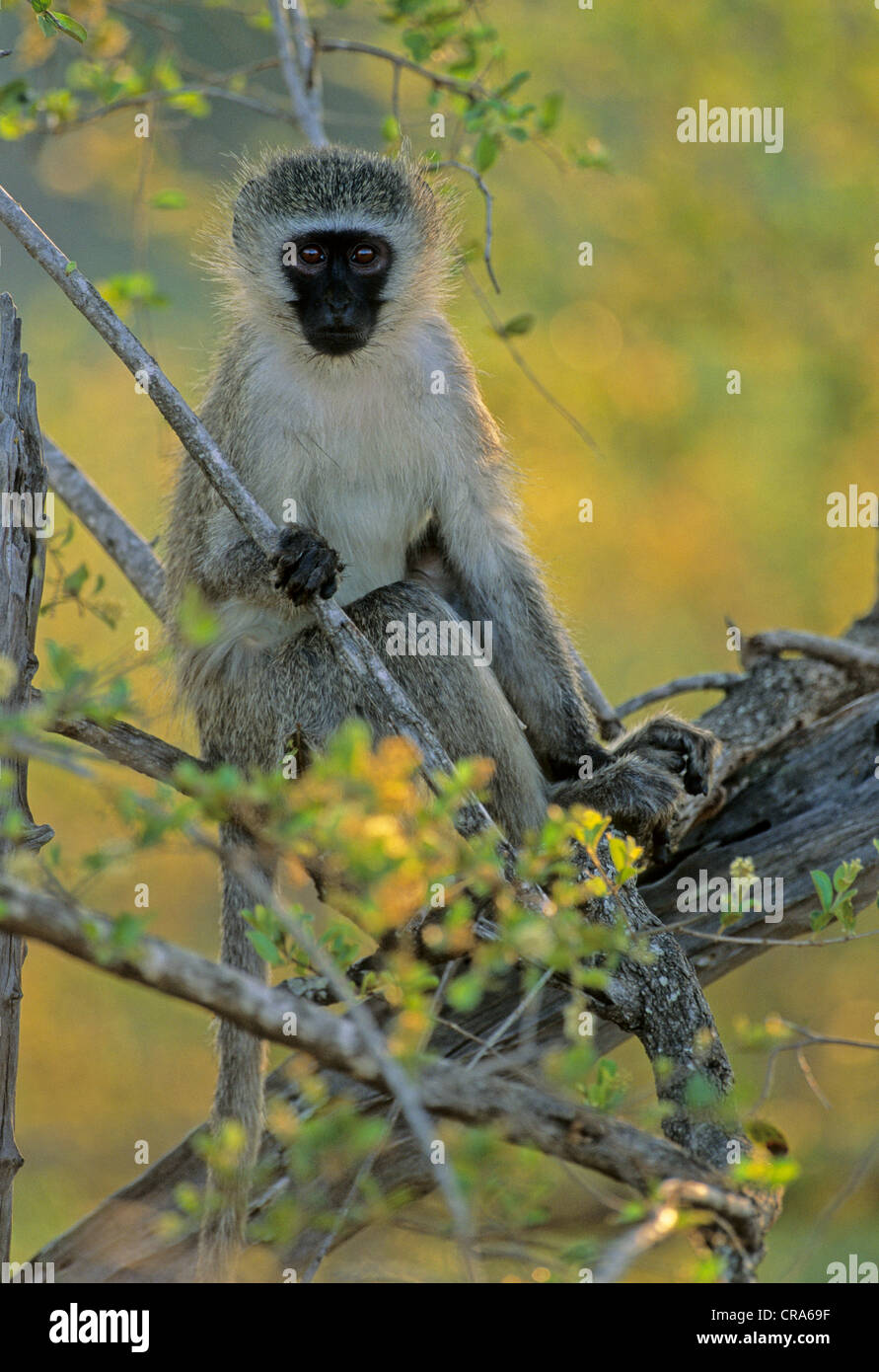 Meerkatze (chlorocebus pygerythrus), Krüger Nationalpark, Südafrika, Afrika Stockfoto
