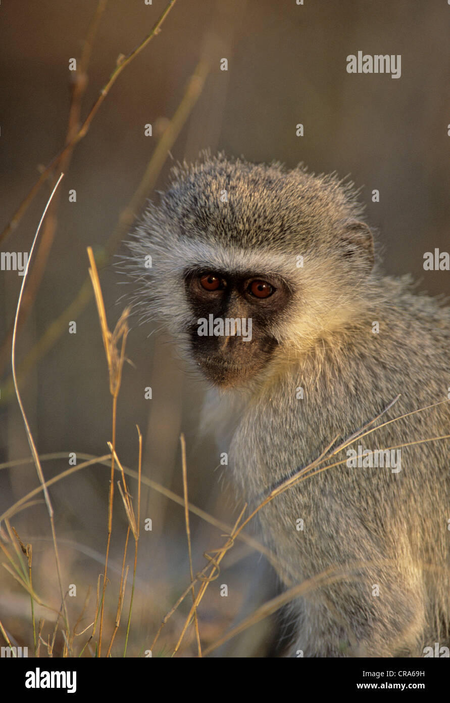 Meerkatze (chlorocebus pygerythrus), Krüger Nationalpark, Südafrika, Afrika Stockfoto