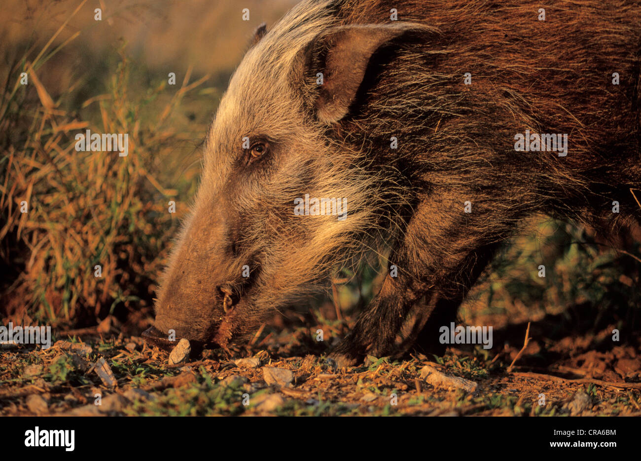 Oder Red River hog Buschschwein (potamochoerus Porcus), Krüger Nationalpark, Südafrika, Afrika Stockfoto