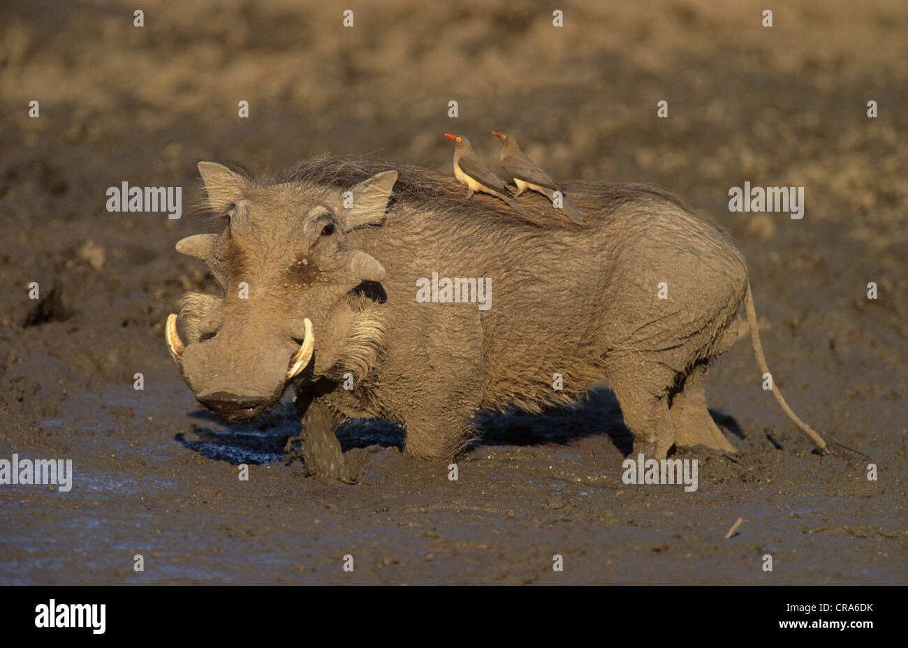Warzenschwein (phacochoerus Africanus), mit oxpeckers (buphagus), Krüger Nationalpark, Südafrika, Afrika Stockfoto