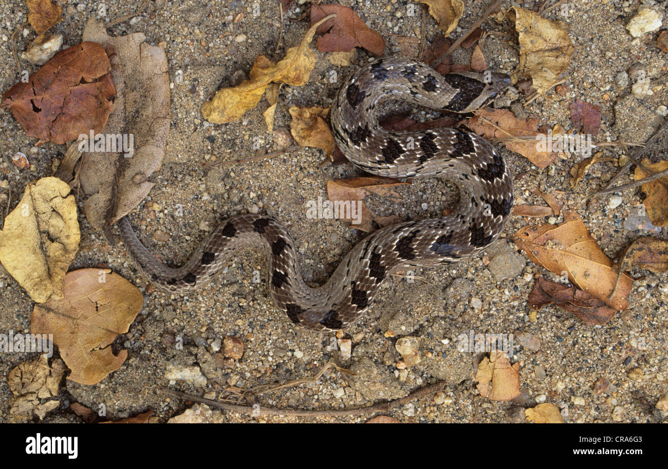 Snouted nacht Addierer (Causus defillippi), Krüger Nationalpark, Südafrika, Afrika Stockfoto