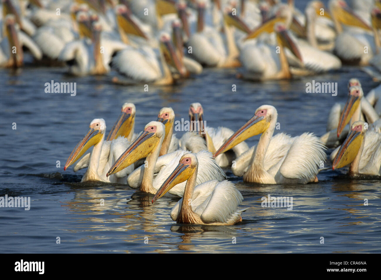 Great White Pelican (pelecanus onocrotalus), große Herde, mkuze Game Reserve, Zululand, Kwazulu - Natal, Südafrika, Afrika Stockfoto