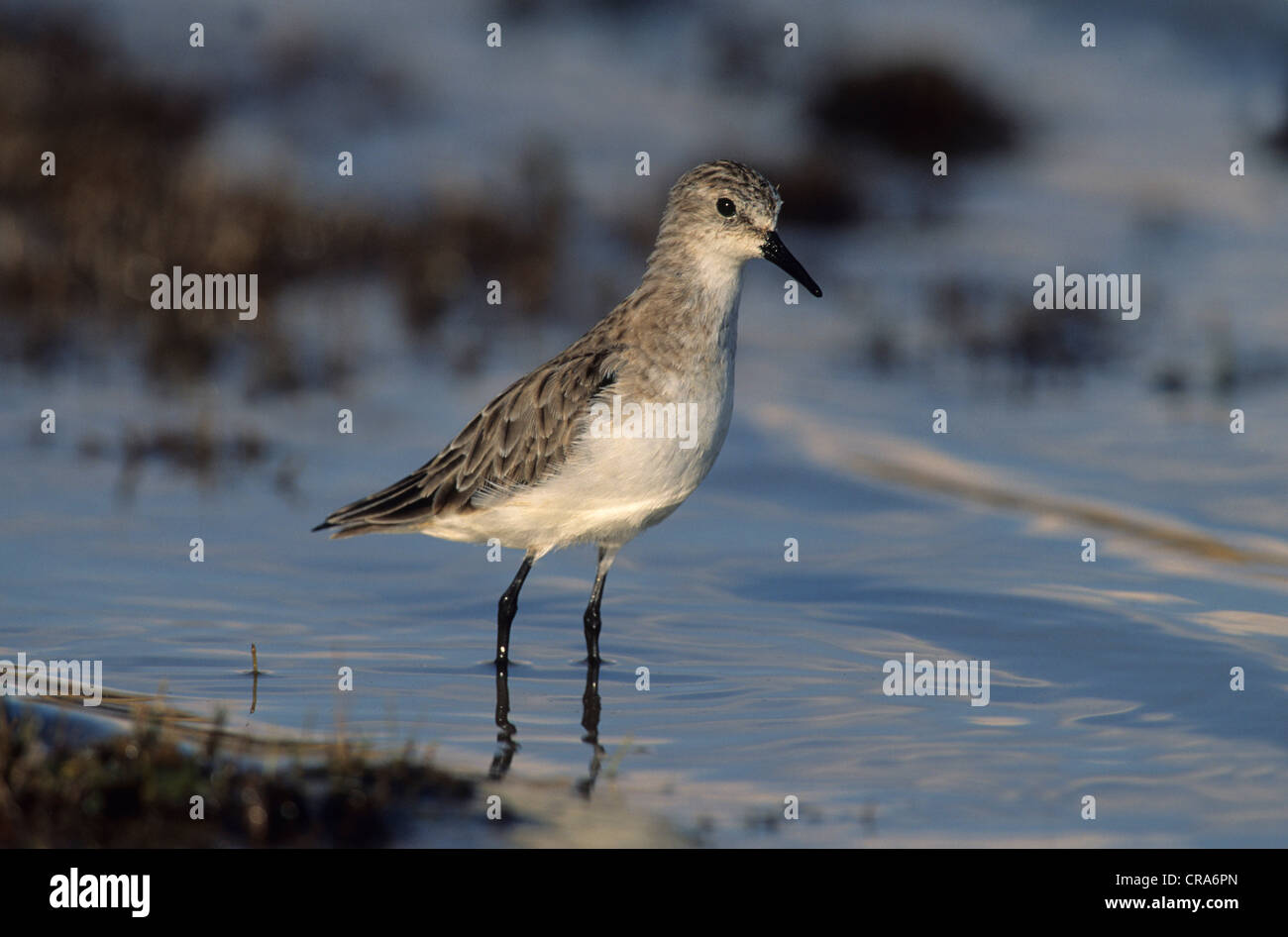 Little Stint (calidris Minuta), Kwazulu - Natal, Südafrika, Afrika Stockfoto