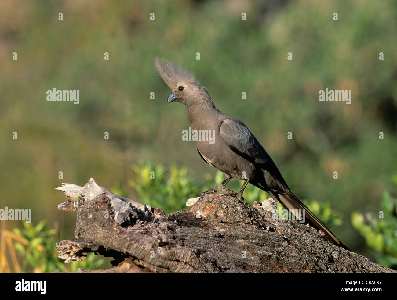 Grau-weg-bird (corythaixoides concolor), Krüger Nationalpark, Südafrika, Afrika Stockfoto