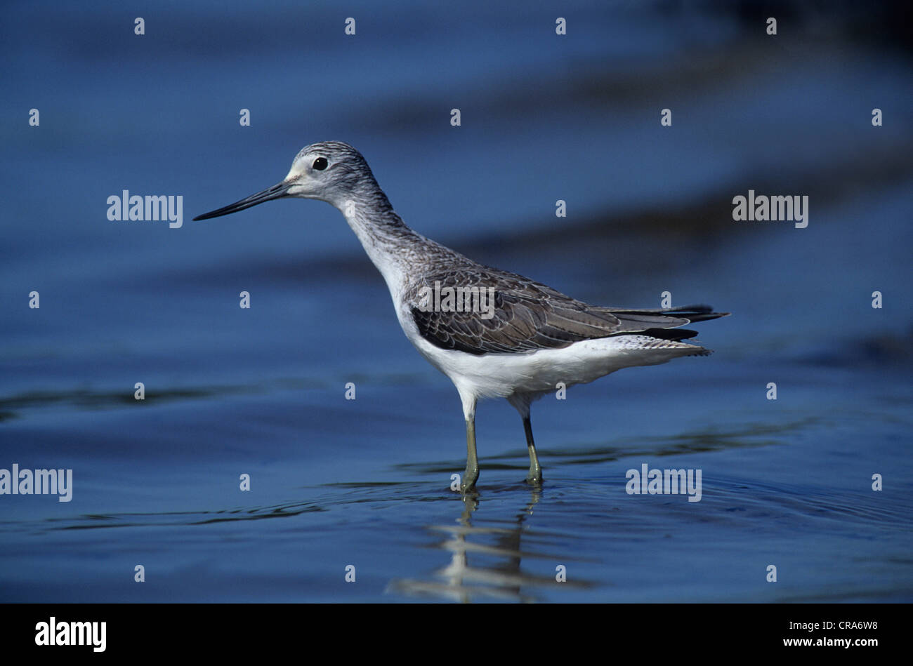 Gemeinsame greenshank (tringa nebularia), Gauteng, Südafrika, Afrika Stockfoto